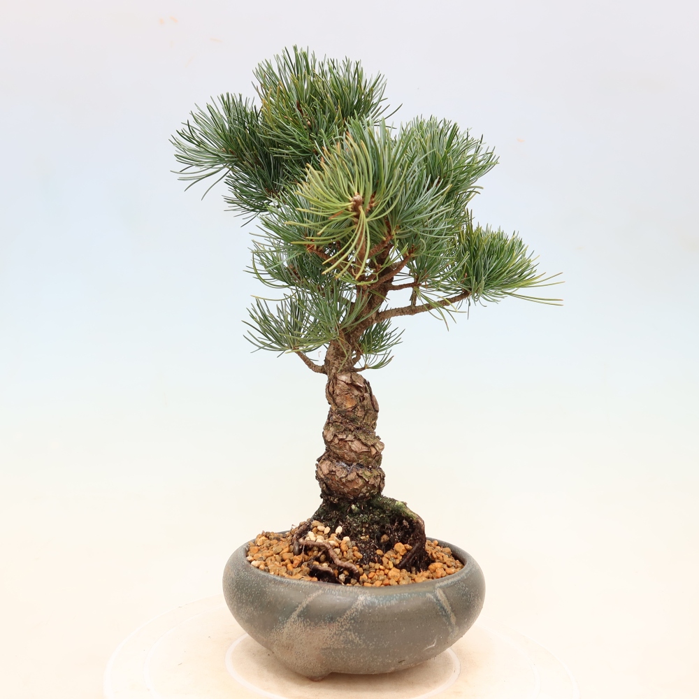 Bonsaï d'extérieur - Pinus parviflora - Pinus parviflora