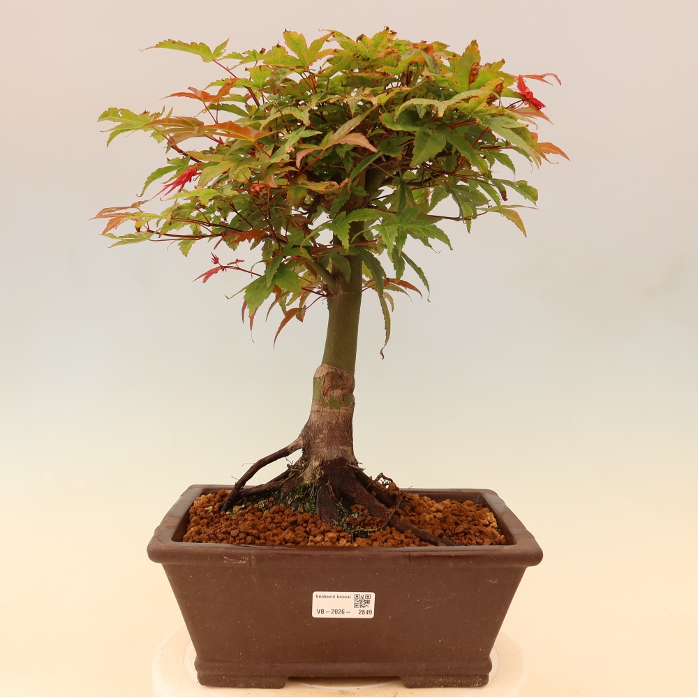 Érable de Norvège - Acer palmatum Beni Tsukasa