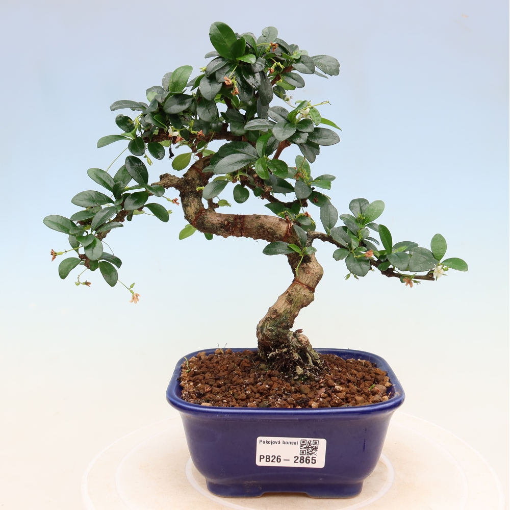 Bonsaï de chambre - Carmona macrophylla - Tea fuki