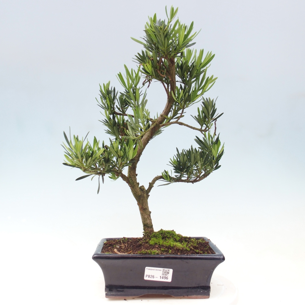 Salle bonsaï - Podocarpus - If en pierre