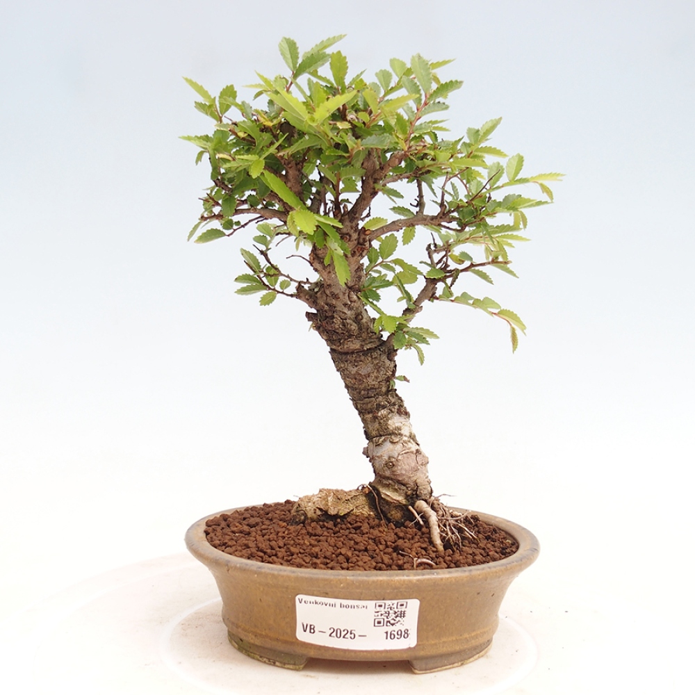Bonsaï d'extérieur - Zelkova - Zelkova NIRE
