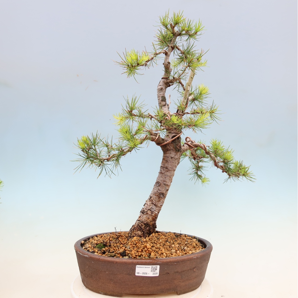 Bonsaï d'extérieur -Larix decidua - Mélèze