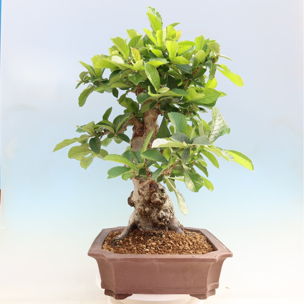 Bonsaï d'extérieur - Photinia villosa