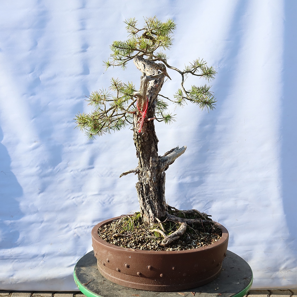 Pinus sylvestris Espagne - pin sylvestre