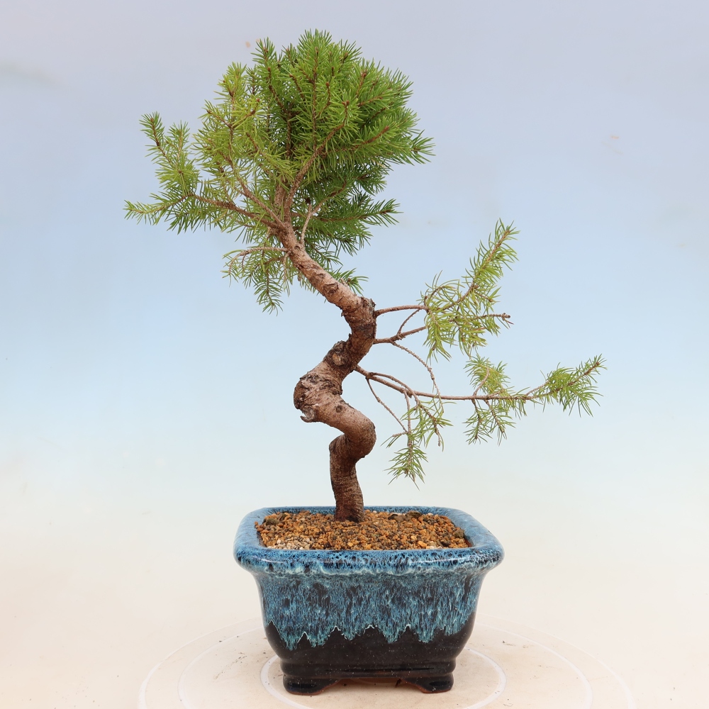 Bonsaï d'extérieur - Épicéa - Picea glauca globe