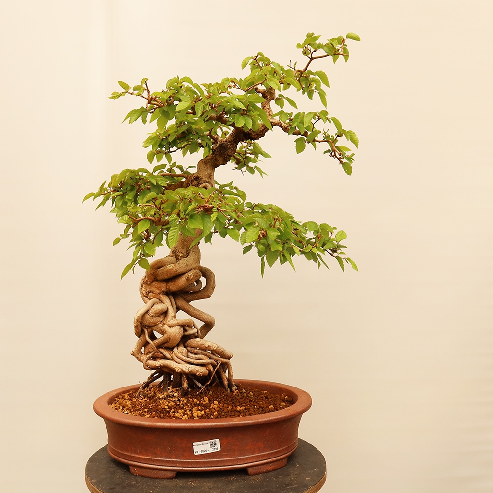 Bonsaï d'extérieur -Carpinus Coreana - Charme de Corée
