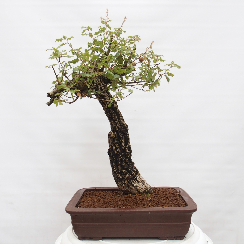 Yamadori - Quercus Ilex - Chêne vert