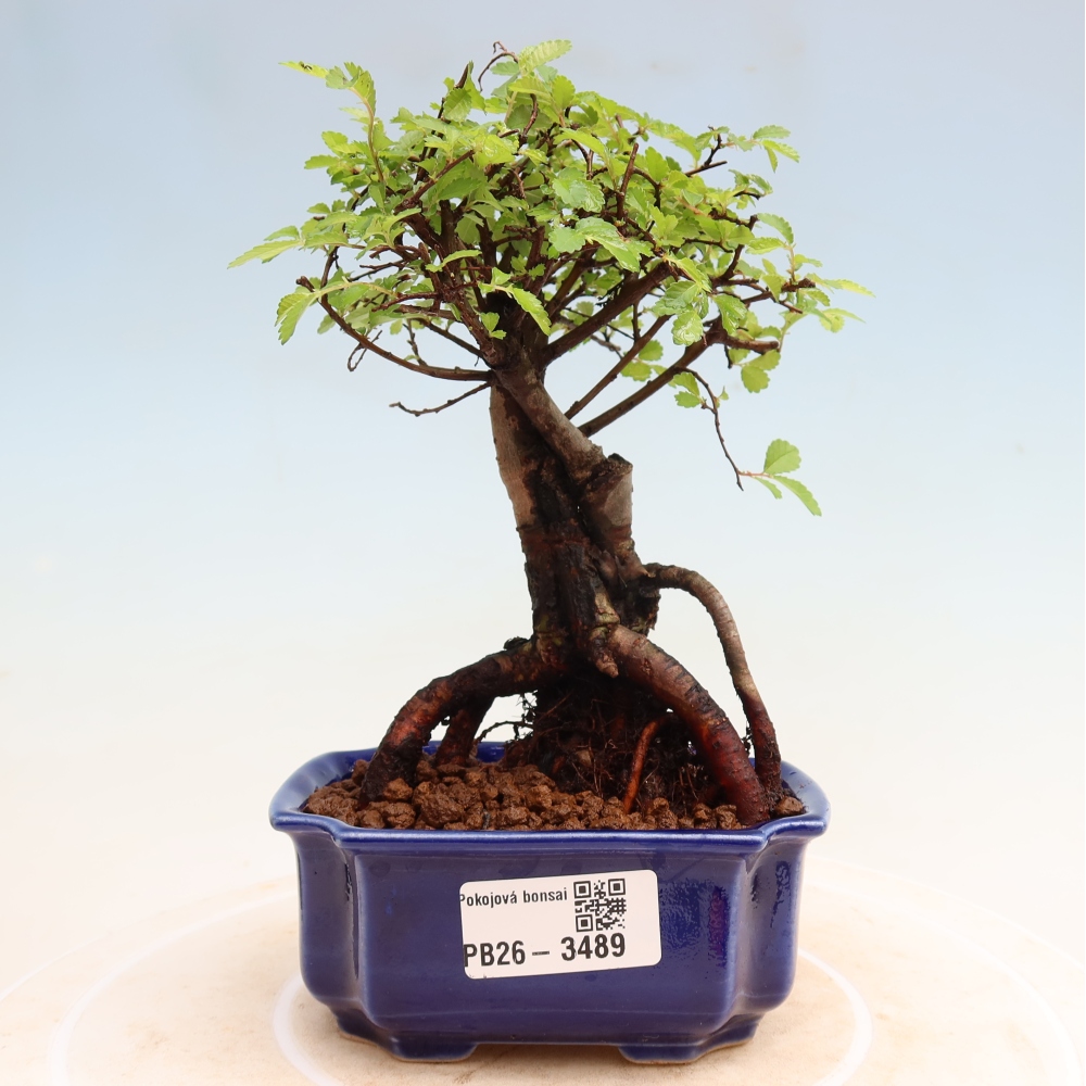 Bonsaï de chambre - Ulmus parvifolia - Orme à petites feuilles