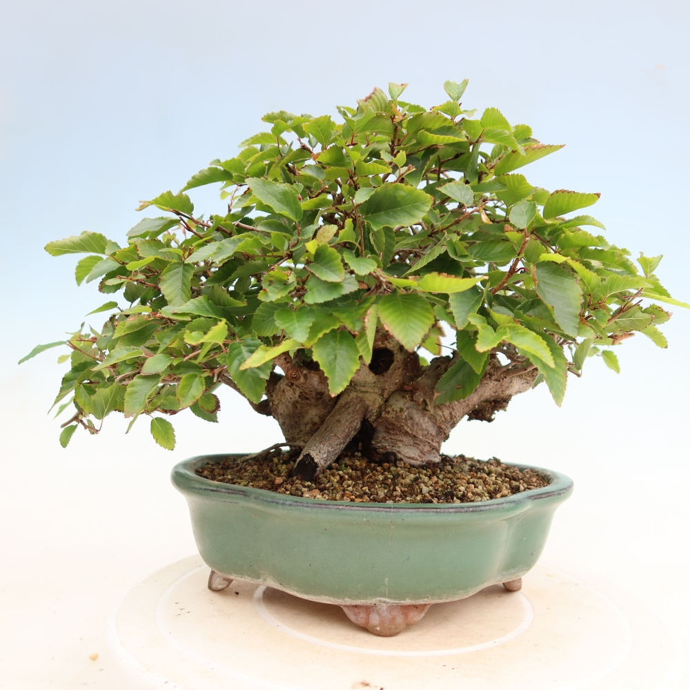Bonsaï d'extérieur -Carpinus Coreana - Charme de Corée
