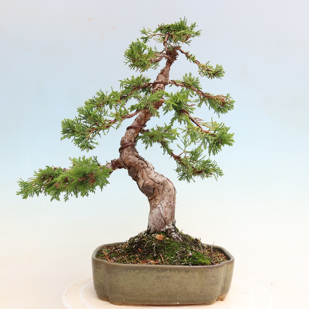 Bonsaï d'extérieur - Juniperus chinensis Itoigawa-Juniperus chinensis