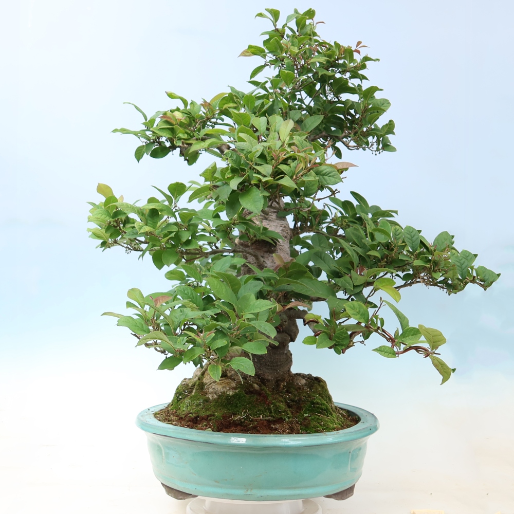 Bonsaï d'extérieur - Ilex serrata - houx dentelé