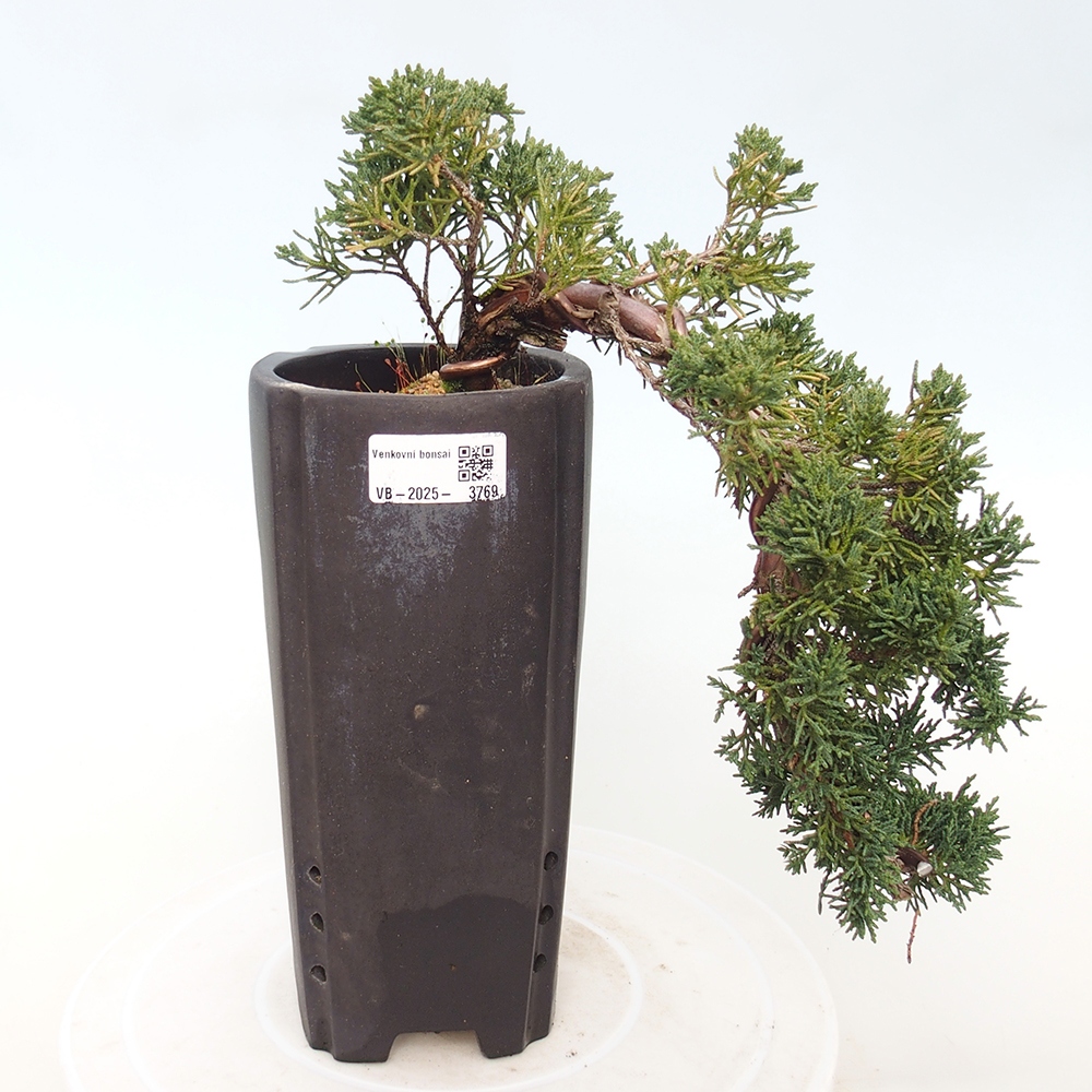 Bonsaï d'extérieur - Juniperus chinensis Kishu