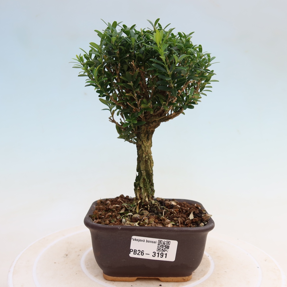Bonsaï de chambre - Buxus harlandii - buxus liège