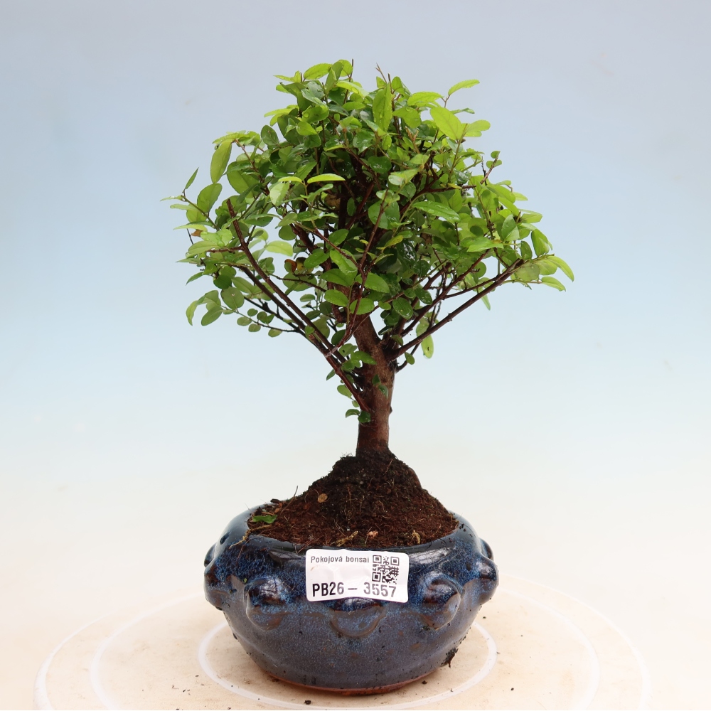 Bonsaï de chambre - Sageretia thea - Sageretia thea