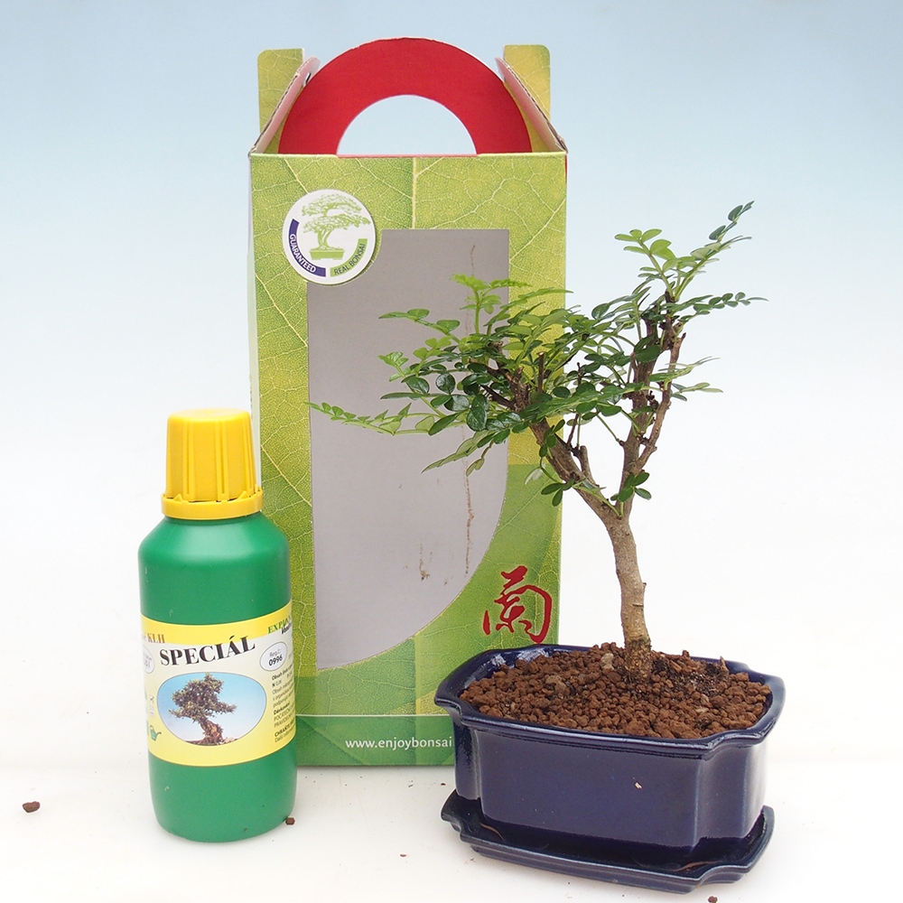 Bonsaï de chambre en boîte cadeau Zantoxylum piperitum - Poivrier