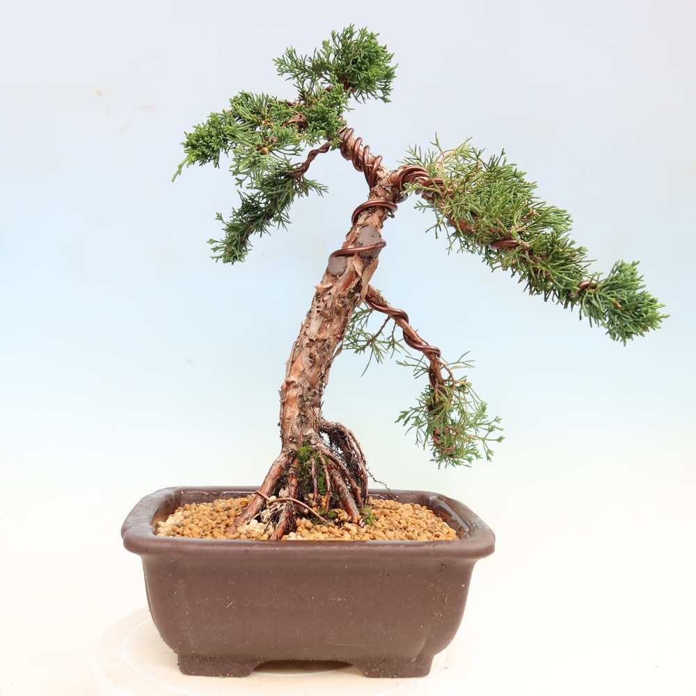 Bonsaï d'extérieur - Juniperus chinensis Kishu