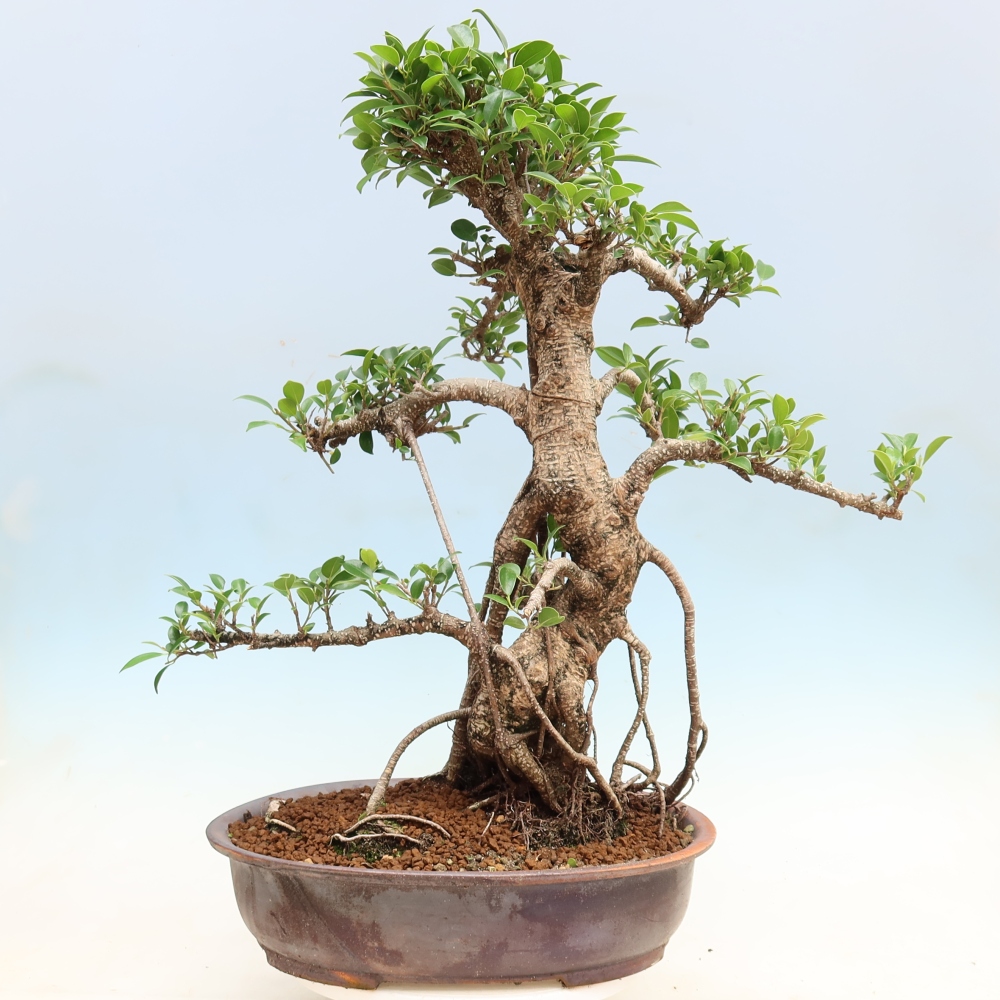 Salle bonsaï - Ficus kimmen - ficus à petites feuilles