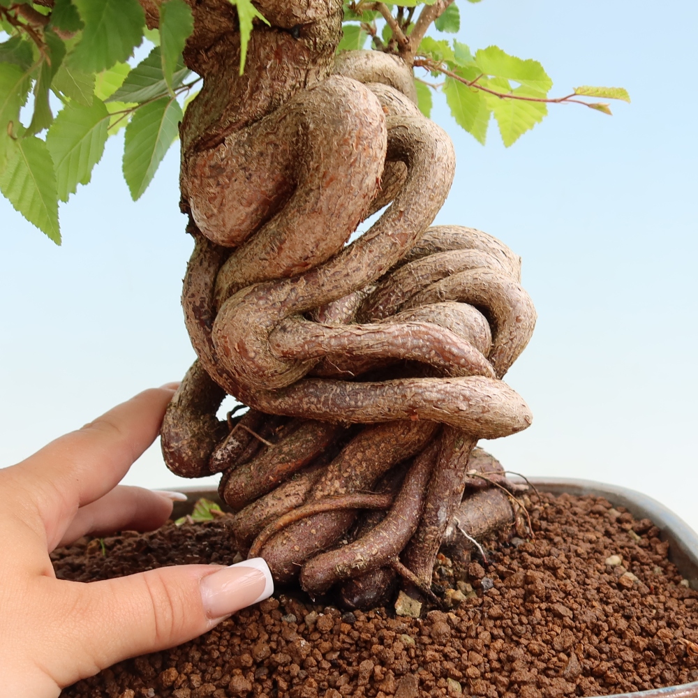 Bonsaï d'extérieur -Carpinus Coreana - Charme de Corée
