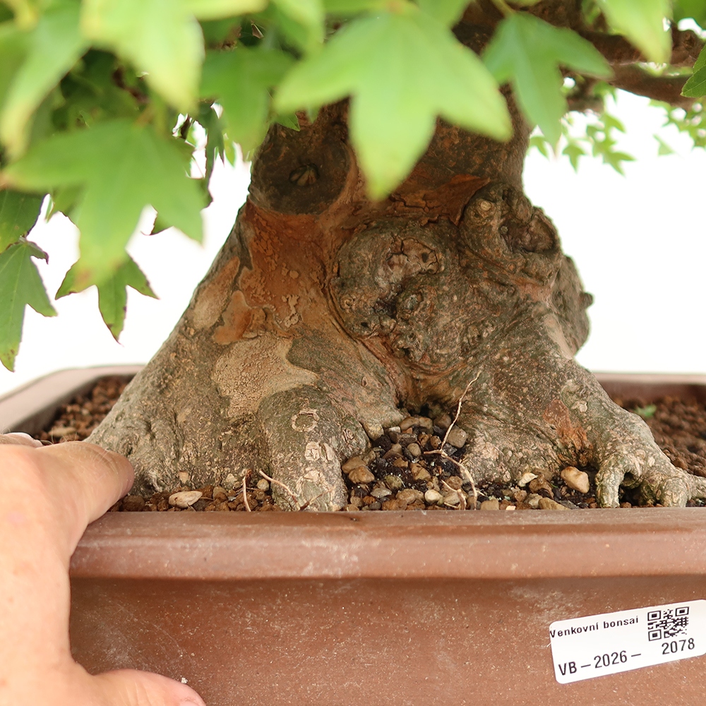 Bonsaï d'extérieur - Maple Burger - Acer Burgerianum