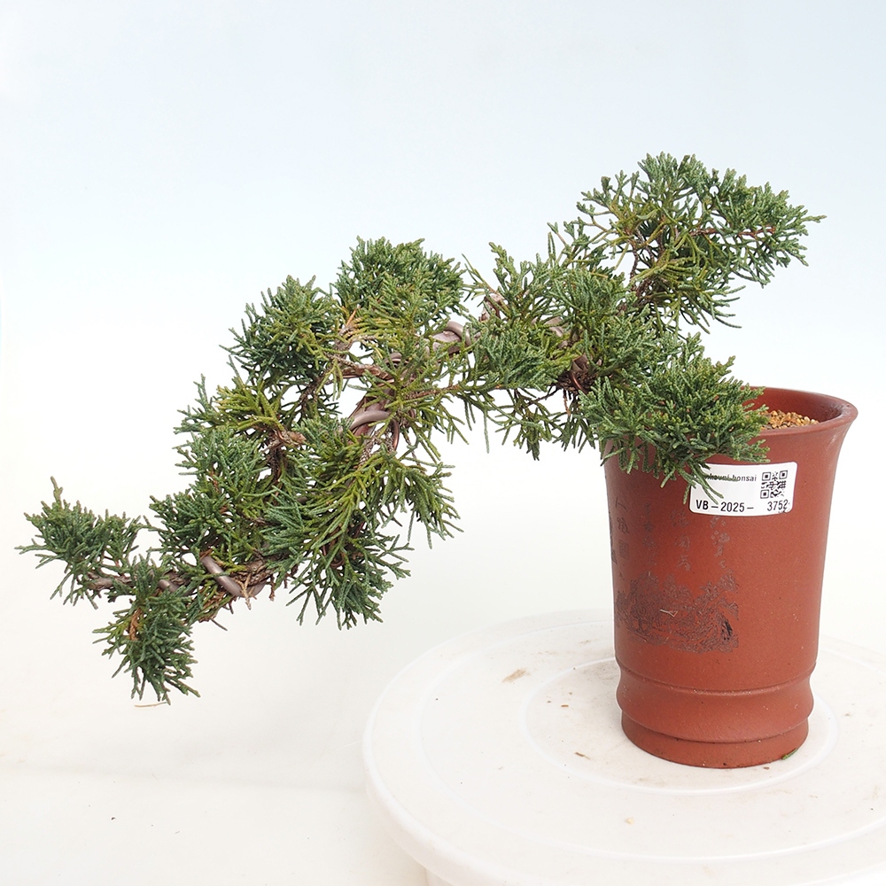 Bonsaï d'extérieur - Juniperus chinensis Kishu