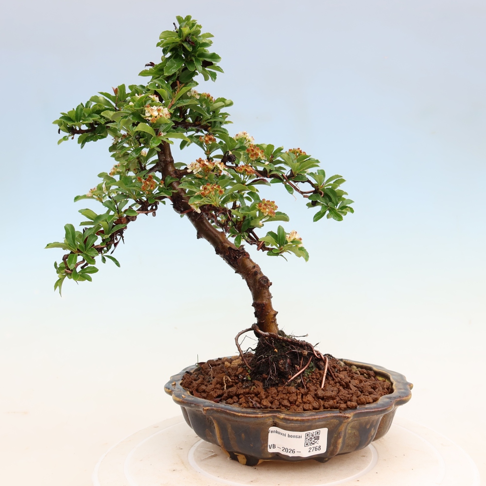 Bonsaï d'extérieur - Pyracantha teton - Pyracantha écarlate