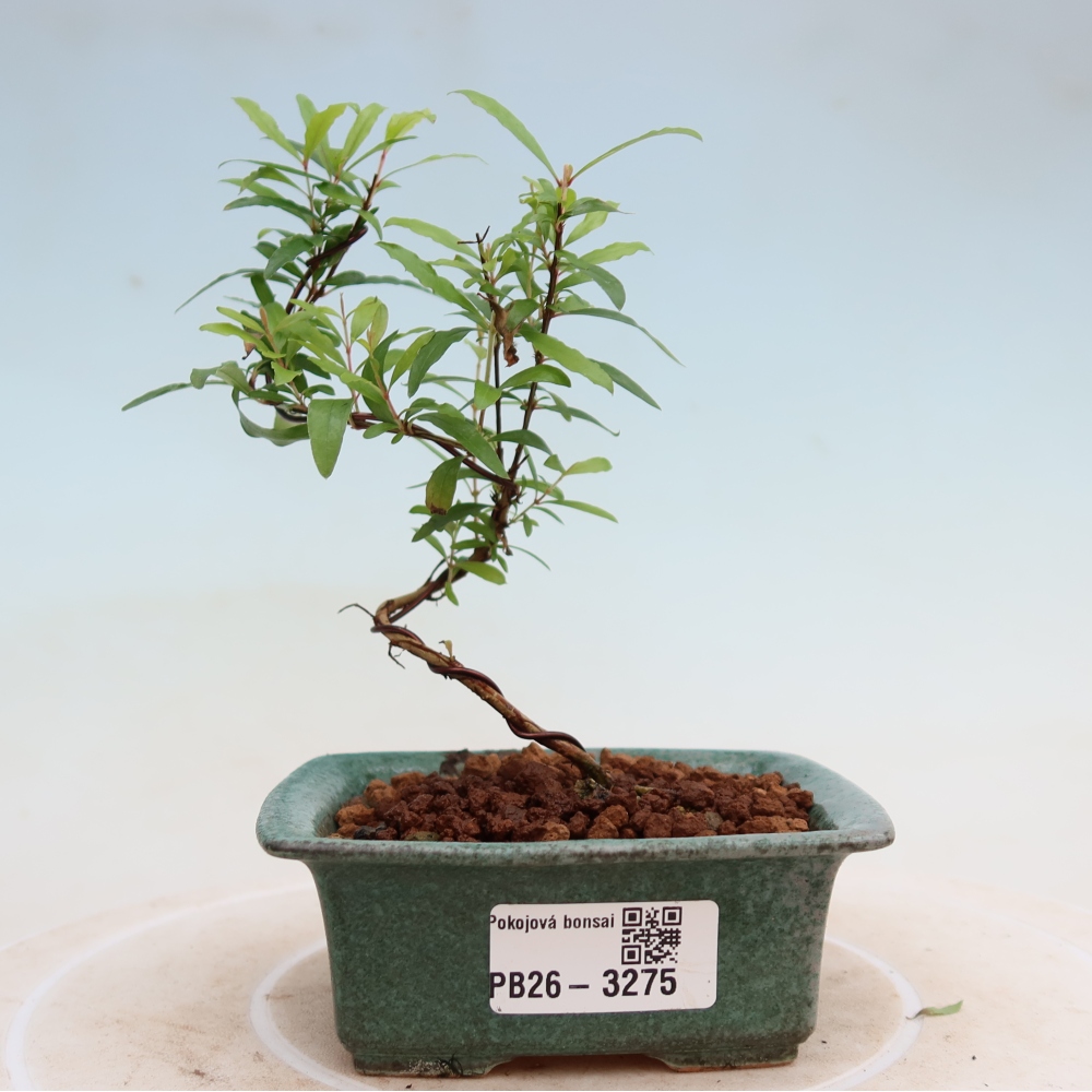 Bonsaï de chambre-PUNICA granatum nana-Pomme grenat