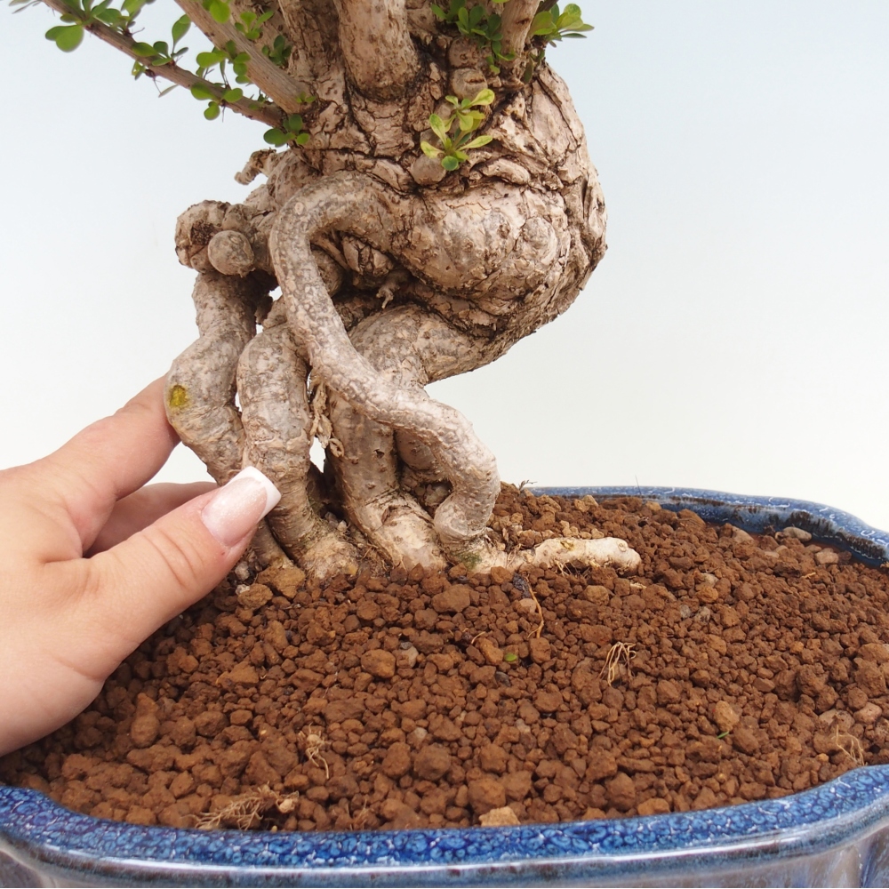 Bonsaï d'extérieur - Berberis coreana