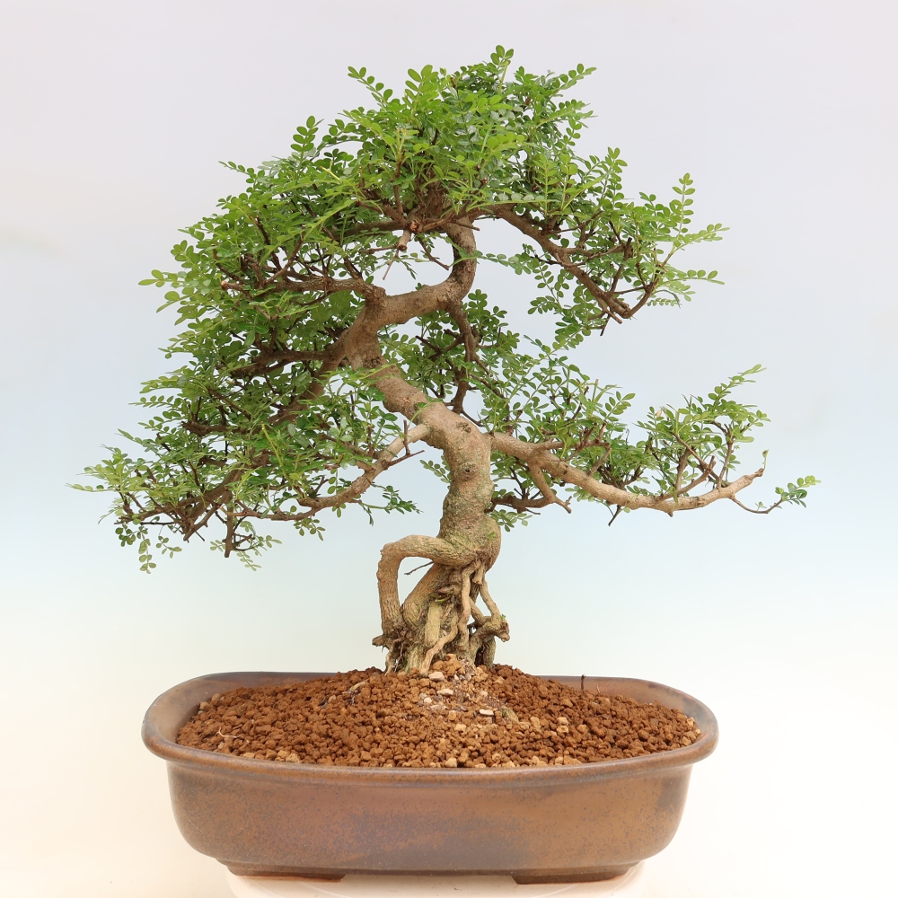 Salle bonsaï - Zantoxylum piperitum - arbre à poivre
