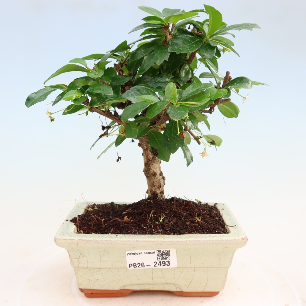 Bonsaï de chambre - Carmona macrophylla - Tea fuki