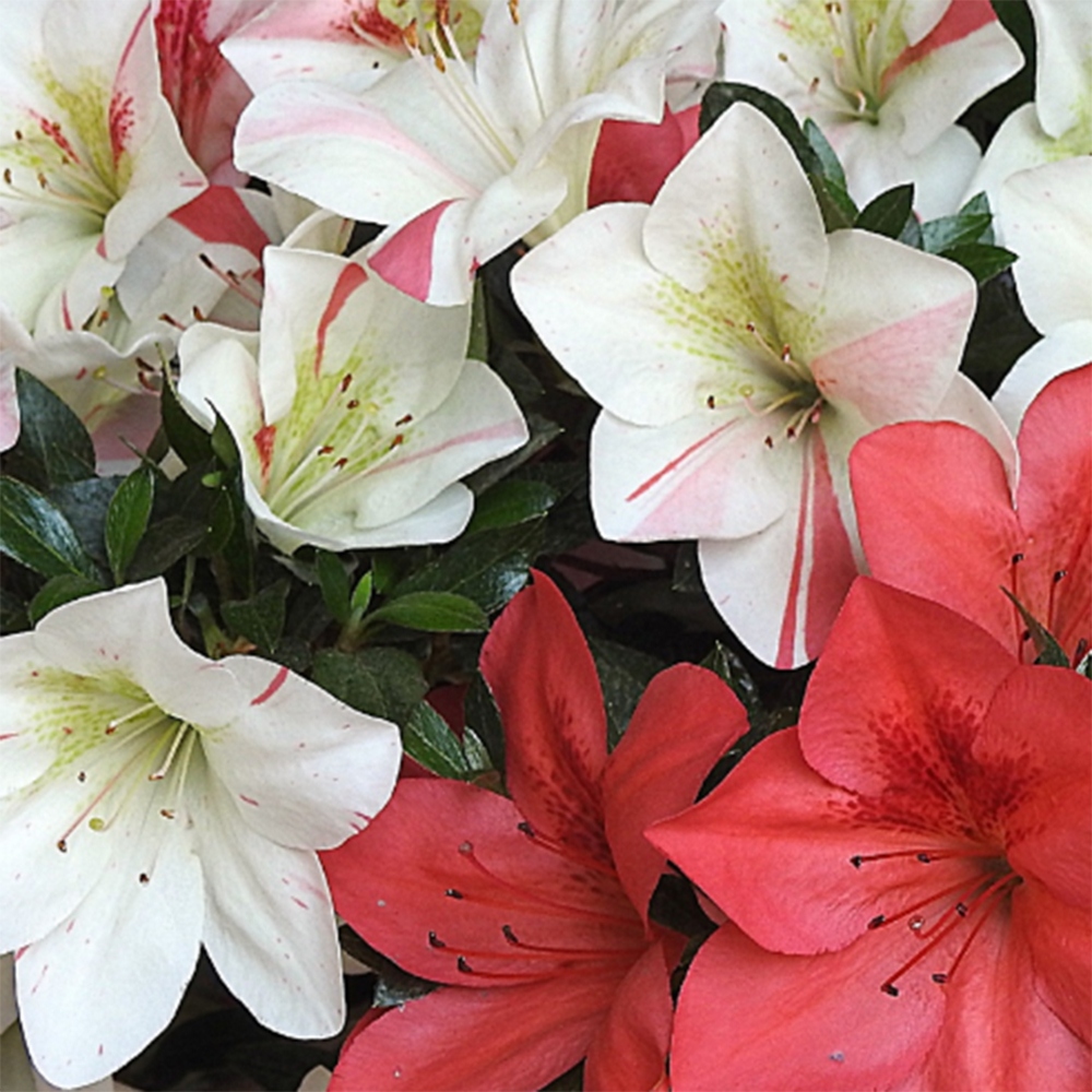 Bonsaï d'extérieur - Azalée japonaise - Azalea Saishun