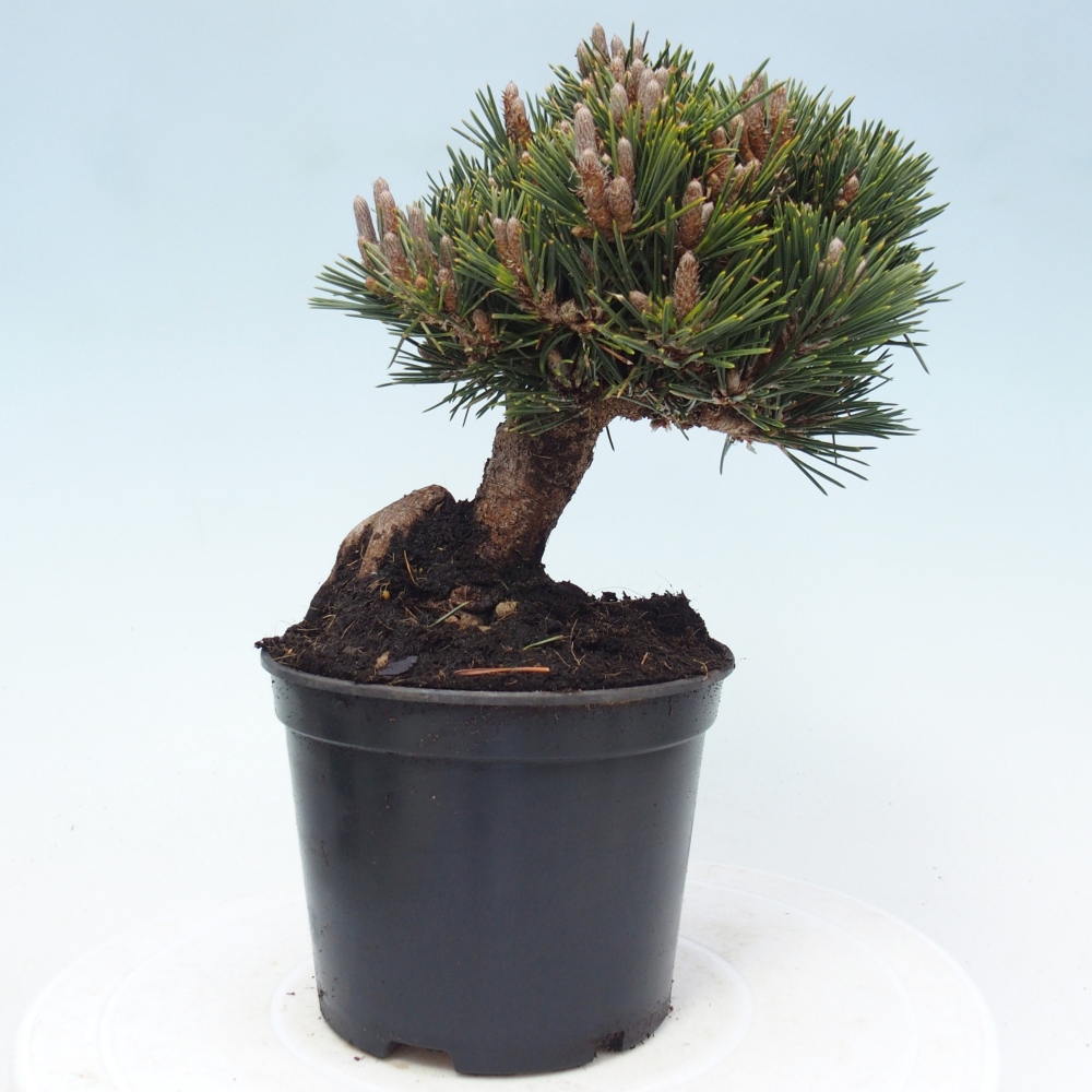 Bonsaï d'extérieur - Pinus thunbergii senjyumaru - Pin de Thunberg