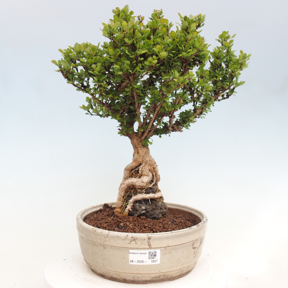 Bonsaï d'extérieur - Berberis coreana