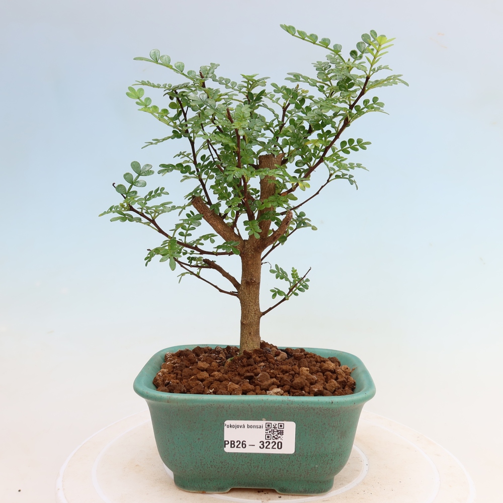 Salle bonsaï - Zantoxylum piperitum - arbre à poivre