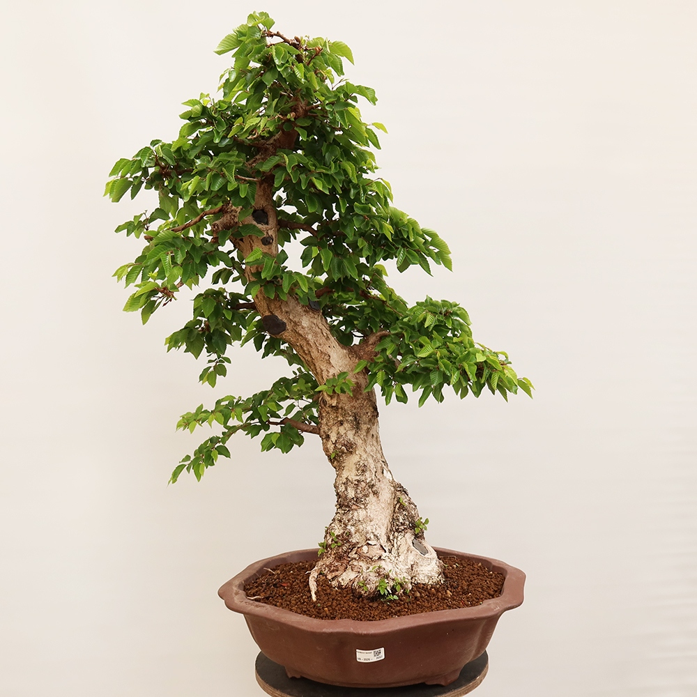 Bonsaï d'extérieur -Carpinus Coreana - Charme de Corée
