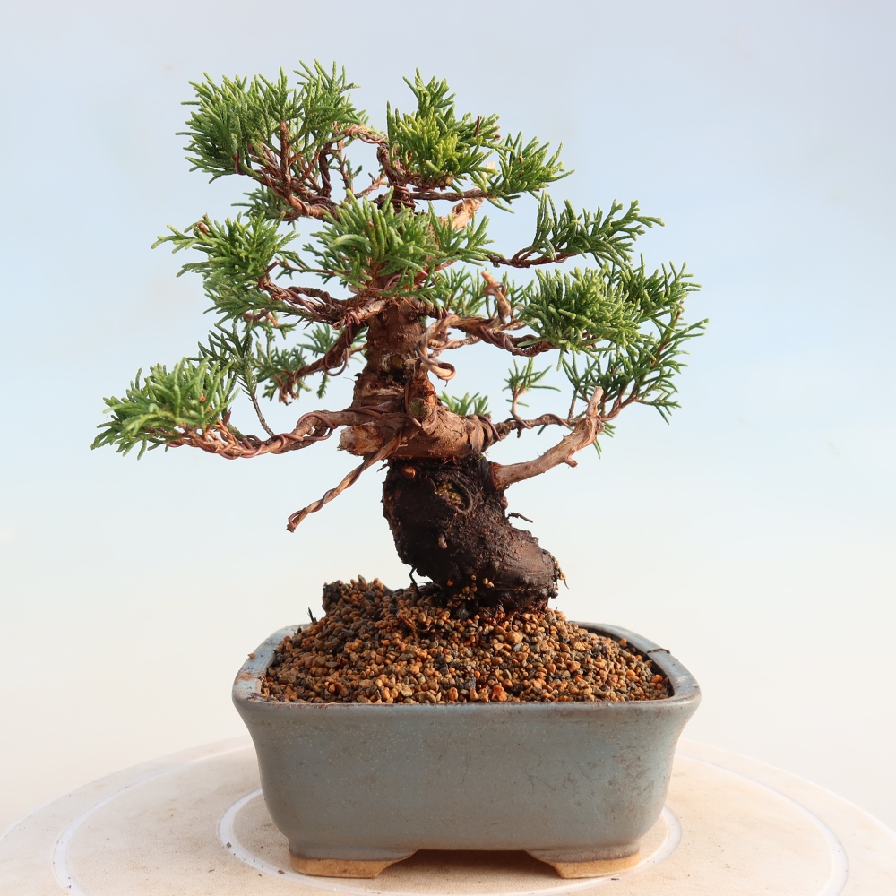 Bonsaï d'extérieur - Juniperus chinensis Itoigawa