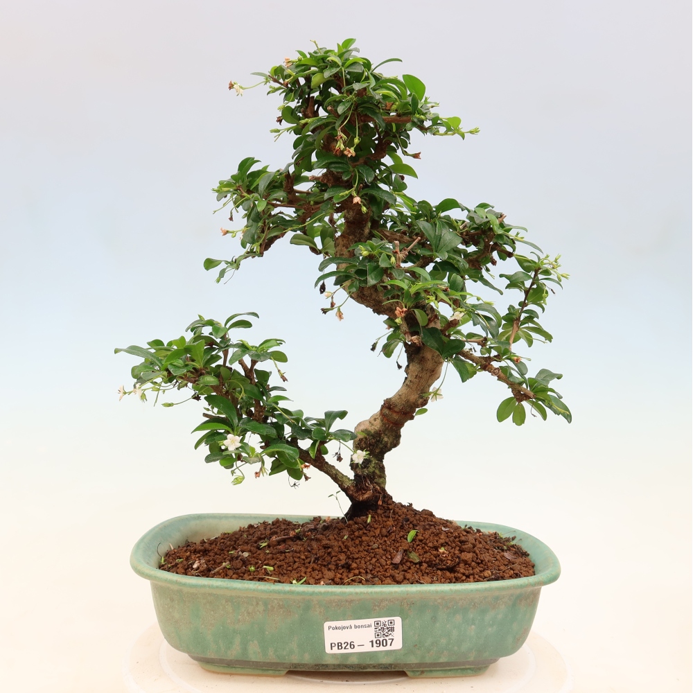 Bonsaï de chambre - Carmona macrophylla - Tea fuki