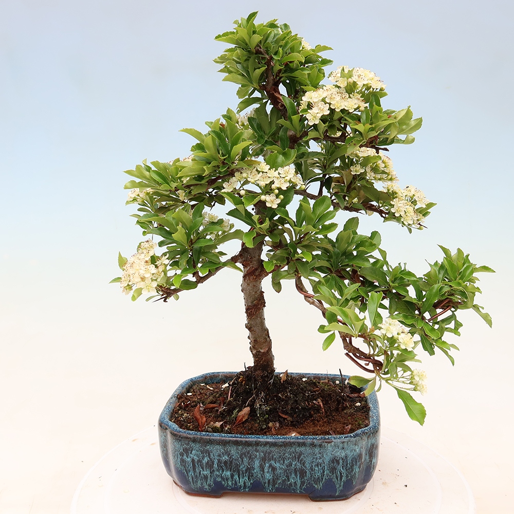 Bonsaï d'extérieur - Pyracantha teton - Pyracantha