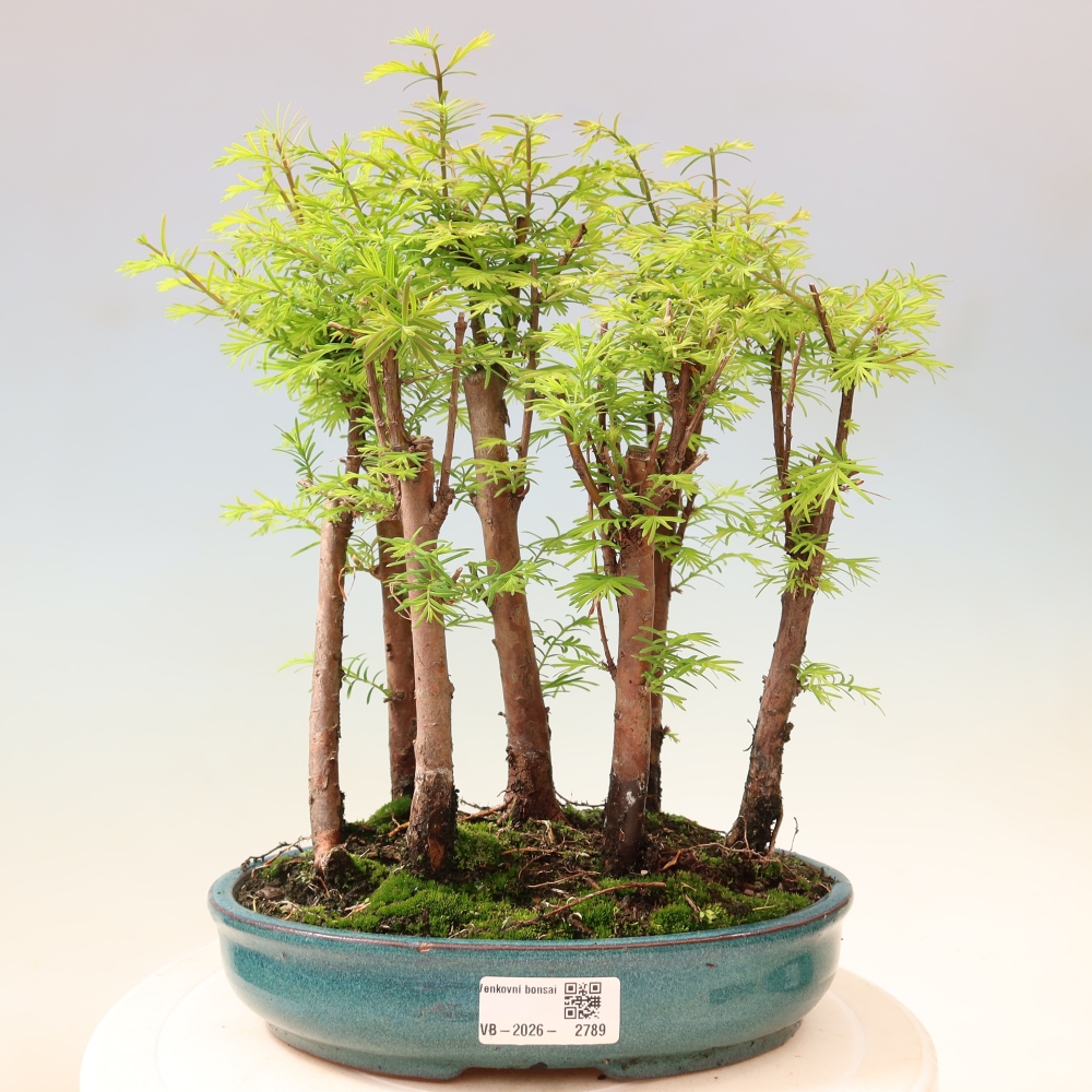 Bonsaï d'extérieur - Metasequoia glyptostroboides - Métaséquoia de Chine - petit bosquet
