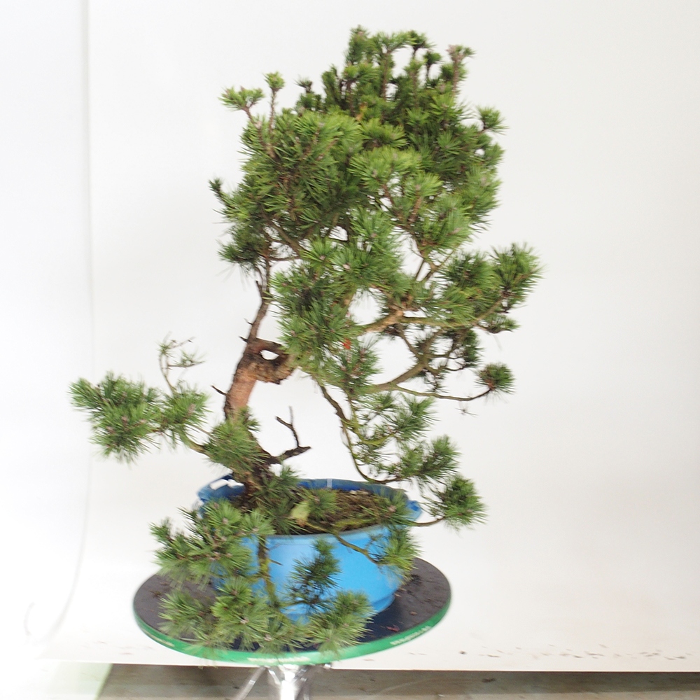 Yamadori - Pinus sylvestris Espagne