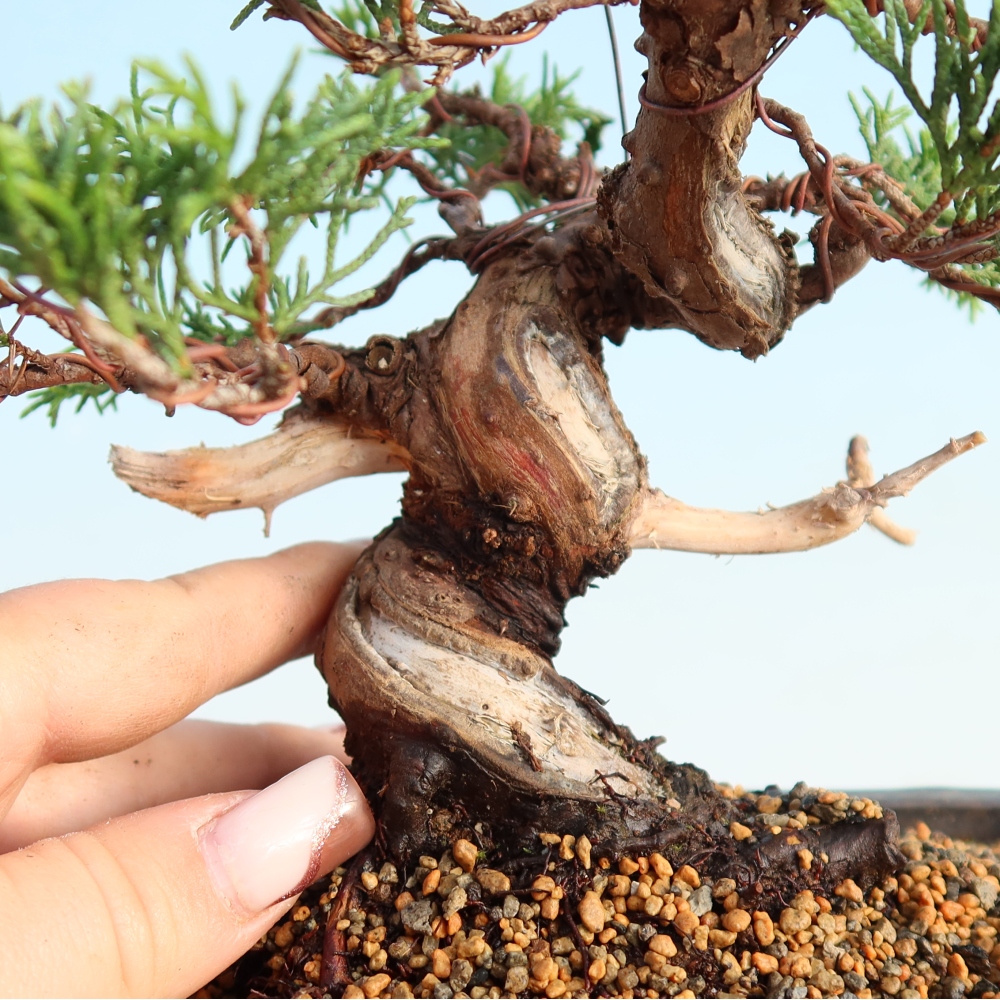 Bonsaï d'extérieur - Juniperus chinensis Itoigawa
