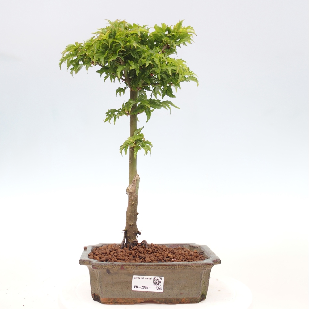 Bonsaï d'extérieur -Javor palm Acer palmatum Shishigashira