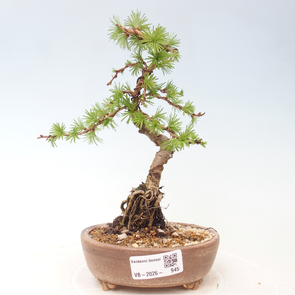 Bonsaï d'extérieur - Larix Kaempferi - Mélèze du Japon