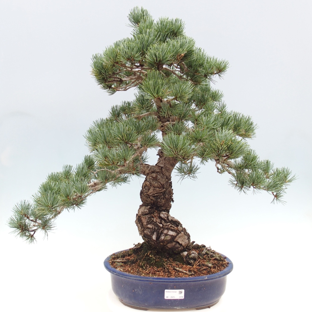 Bonsaï d'extérieur - Pinus parviflora - Pinus parviflora