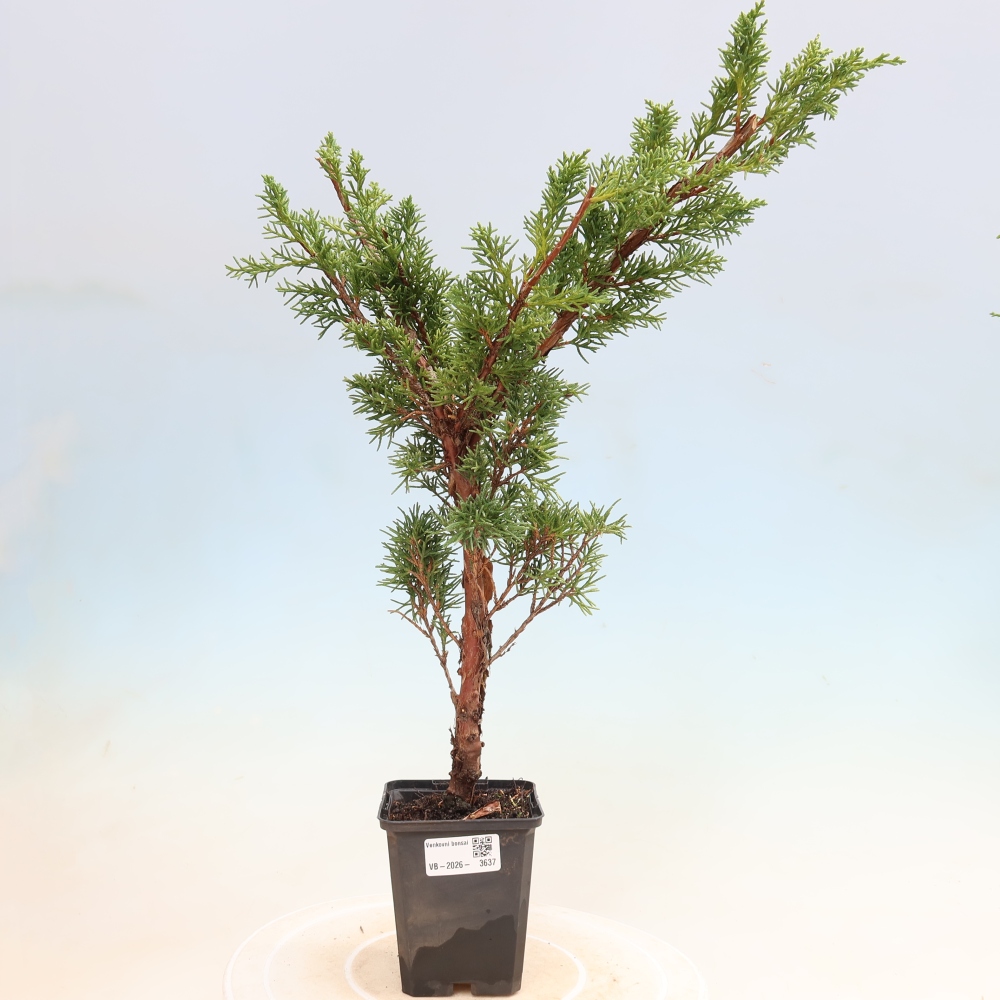 Bonsaï d'extérieur - Juniperus chinensis Kishu