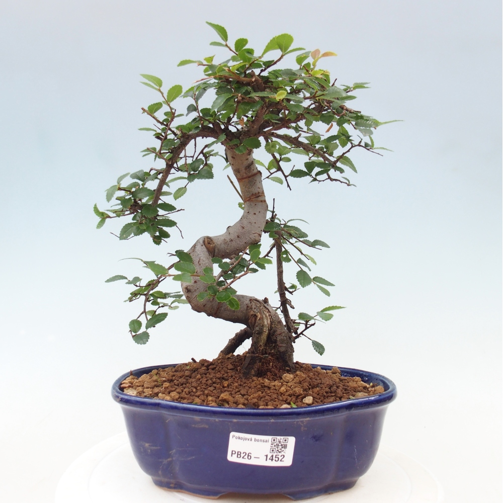 Bonsaï de chambre - Ulmus parvifolia - Orme à petites feuilles