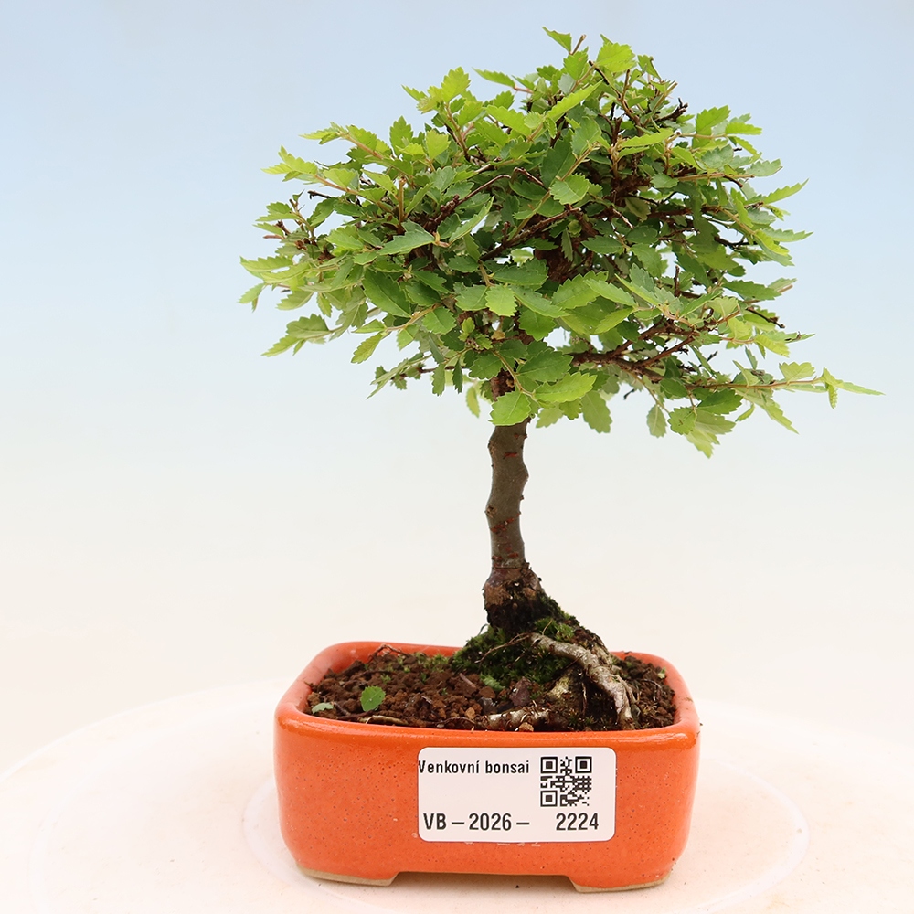 Bonsaï d'extérieur - Ulmus parvifolia Sagei - Orme à petites feuilles