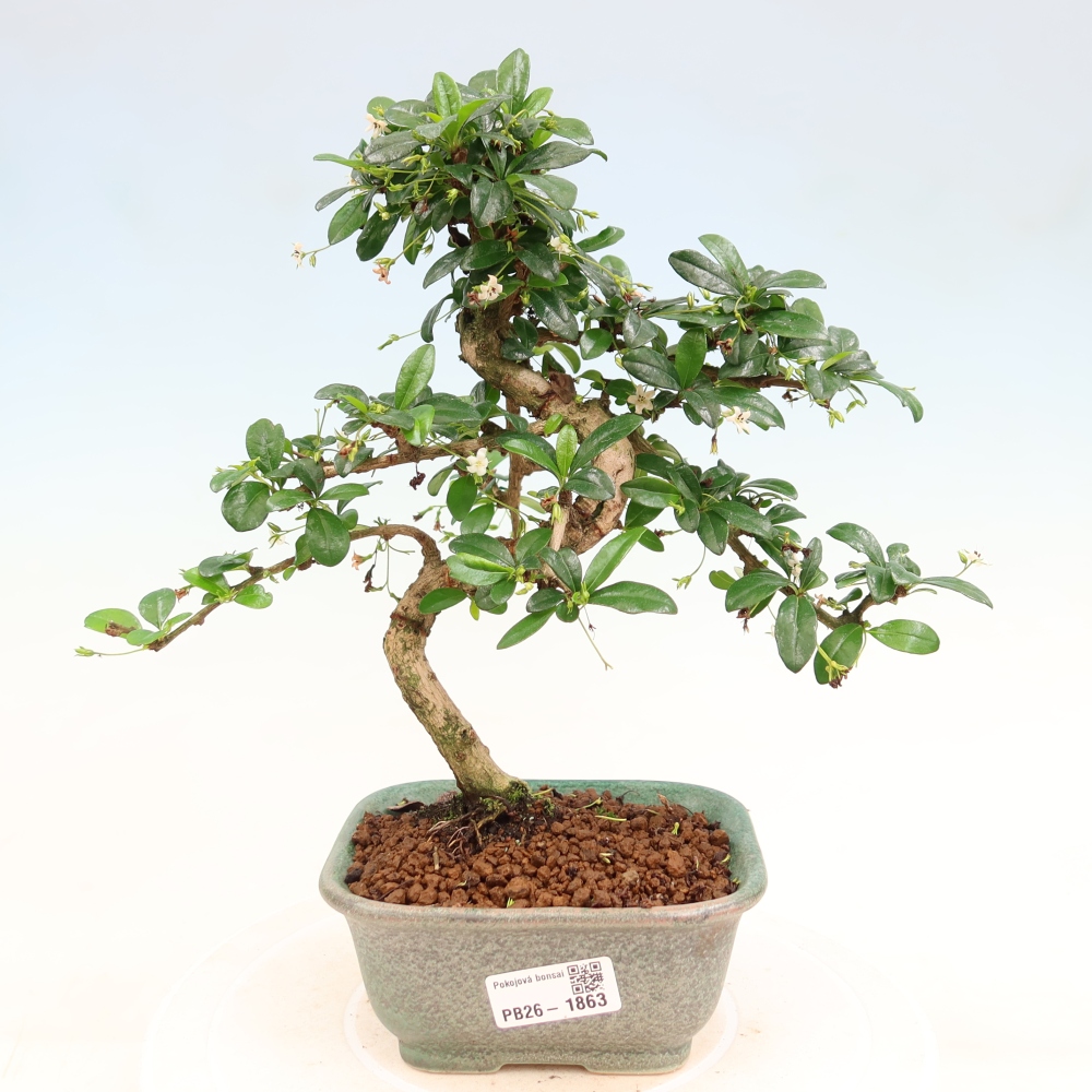 Bonsaï de chambre - Carmona macrophylla - Tea fuki