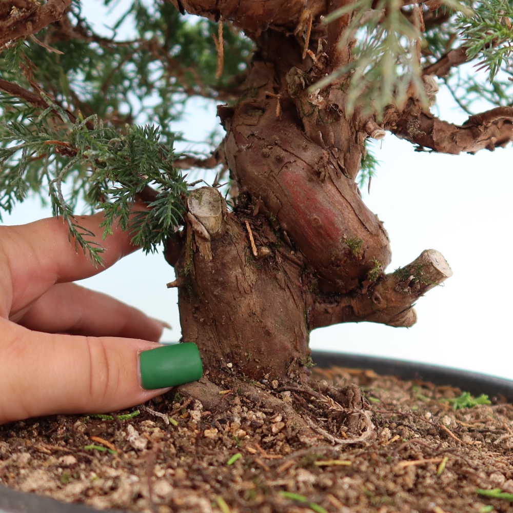 Bonsaï d'extérieur - Juniperus chinensis Itoigawa-Juniperus chinensis