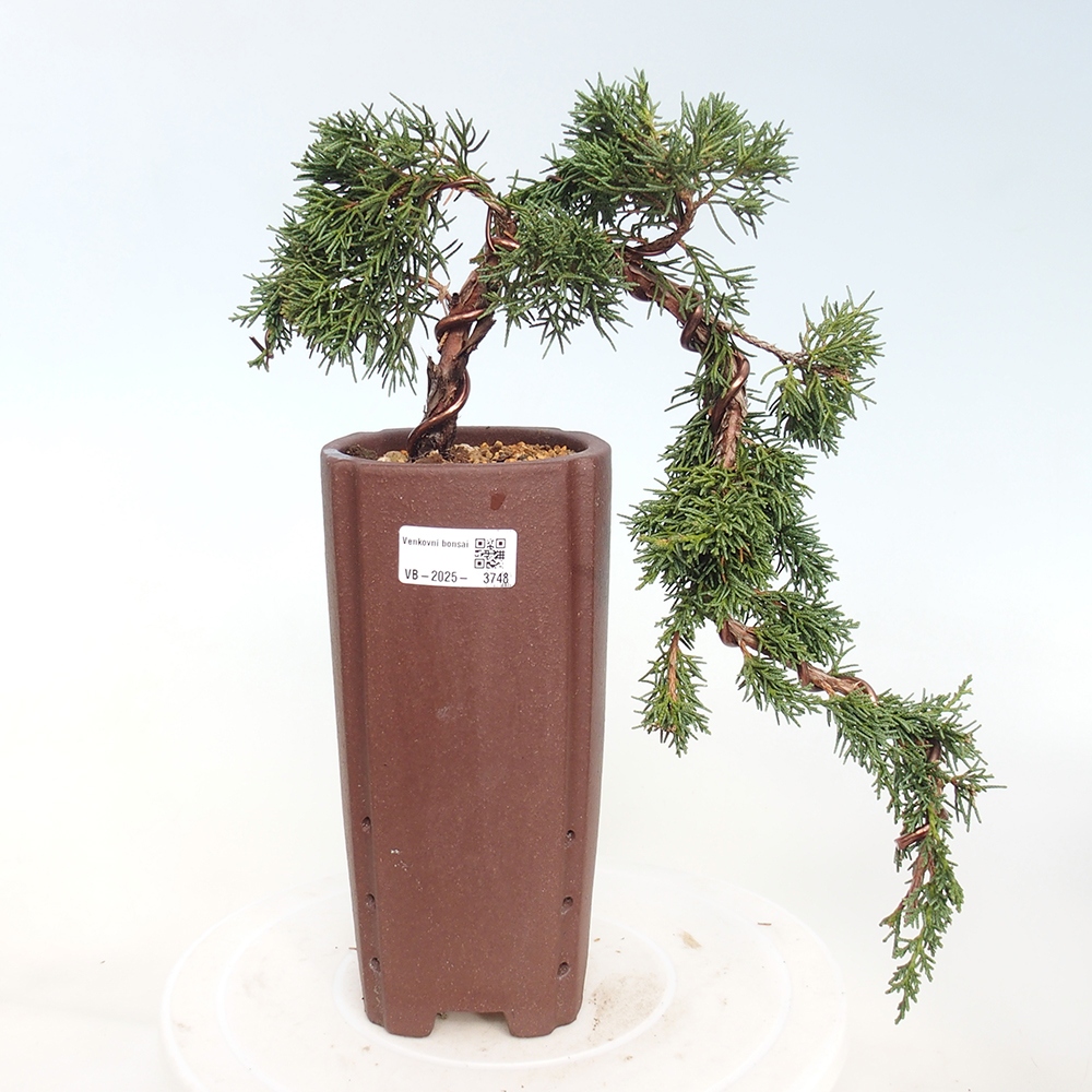 Bonsaï d'extérieur - Juniperus chinensis Kishu