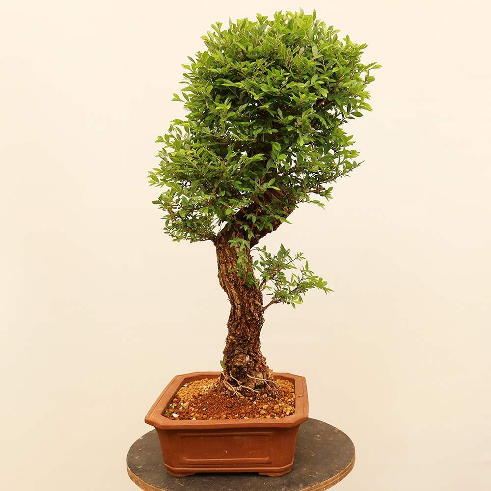 Bonsaï d'extérieur - Zelkova - Zelkova NIRE